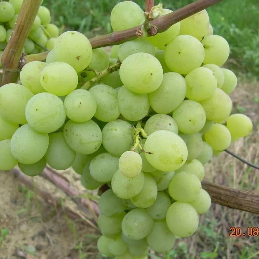 grapes